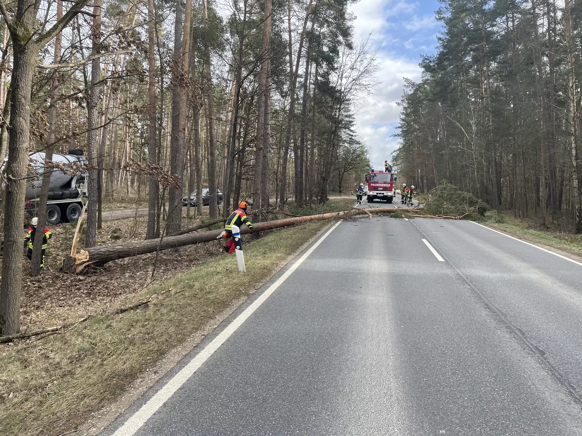 umgestürzter Baum