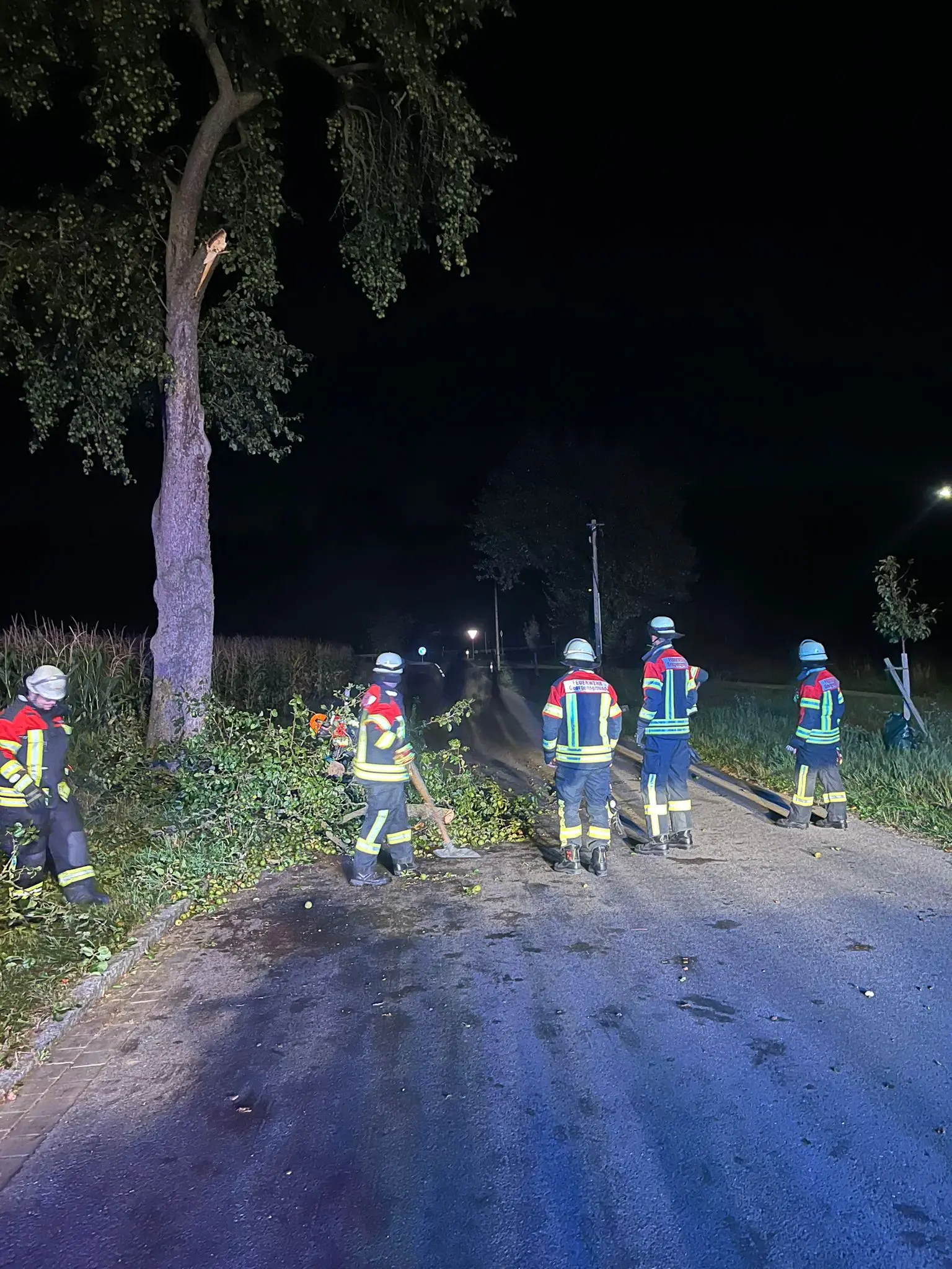 Baum auf Fahrbahn